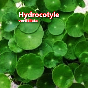 Hydrocotyle verticilata